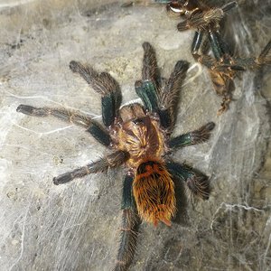 0.0.1 Chromatopelma cyaneopubescens