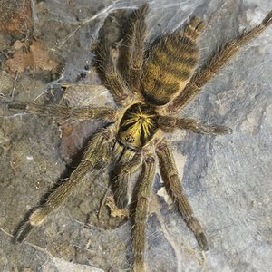 0.0.1 Neoholothele incei