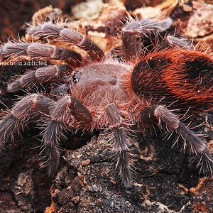 Neischnocolus sp. "Bonfire Butt".