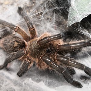 0.1 Harpactira pulchripes