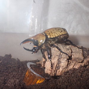 Eastern Hercules beetle