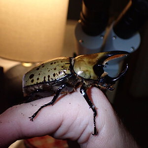 Hercules beetle 2