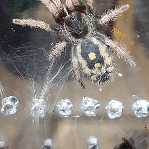 GIANT Hapalopus sp. guerilla sling (Koko)