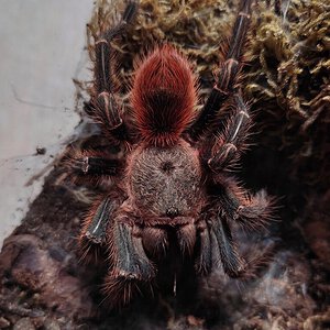 Thrixopelma sp. blue