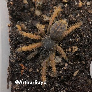 0.0.1 Ornithoctoninae sp. "Vietnam Silver"