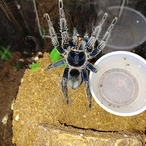 Thrixopelma Sp. Blue