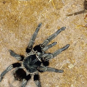 Thrixopelma sp. Cajamarca