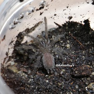 0.0.1 Chilobrachys liboensis