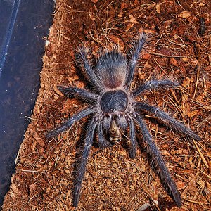 Lasiodora parahybana freshly molted