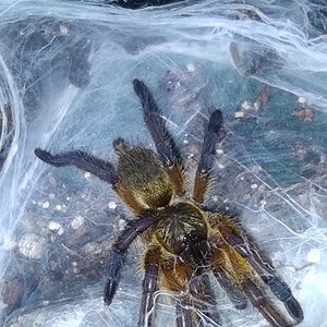 0.0.1 Harpactira pulchripes