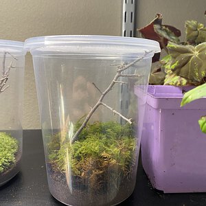 1 of 8, 32oz Mantid Enclosure