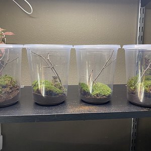 1-4 of 8, 32oz Mantid Enclosure