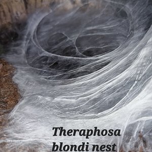 Theraphosa blondi