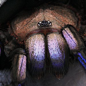 Chilobrachys sp. "Electric Blue".