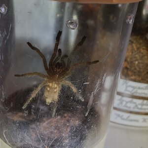 C. brachycephalus.JPG