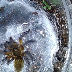 Harpactira pulchripes