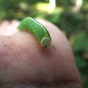 A small hitchhiker has appeared.