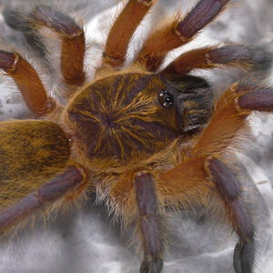 Harpactira pulchripes - Golden Blue Leg Baboon