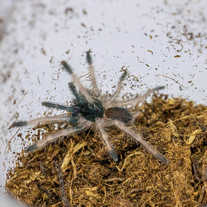 Neoholothele incei spiderling