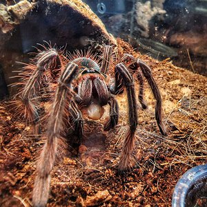 T apophysis juvenile female