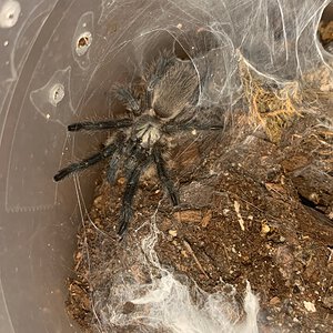 M. balfouri