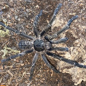 Mature male C. Vonwirthi