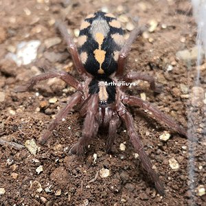 0.0.1 Hapalopus sp. "Columbia Large"