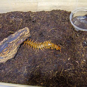 Scolopendra dehaani