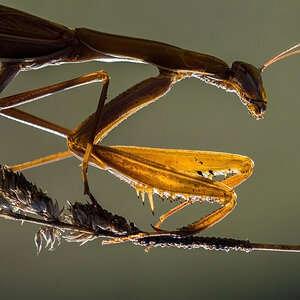 Mantis religiosa