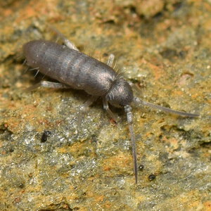 Tomocerus juvenile