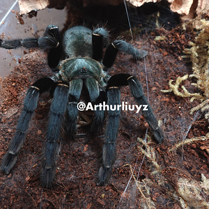 0.1 Ornithoctoniae sp. "Khao Sok"