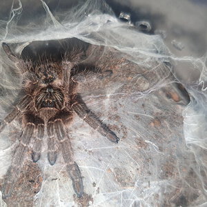 Ceratogyrus Marshalli,  guessin Female?