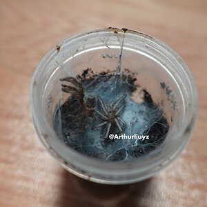 0.0.1 Chilobrachys liboensis (Mid-Hechi)