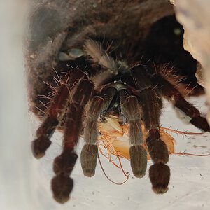 0.1 Cyriopagopus sp hati hati