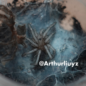 0.1 Chilobrachys liboensis (Mid-hechi) #1