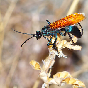 Tarantula Hawk Wasp