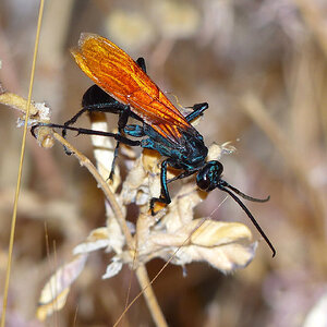 Tarantula Hawk Wasp (𝘗𝘦𝘱𝘴𝘪𝘴 𝘴𝘱.)