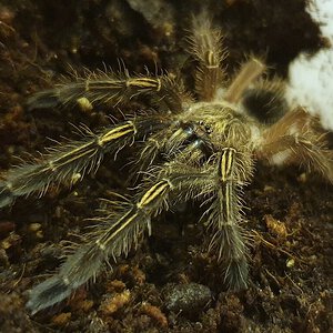 Ephebopus murinus 0.0.1