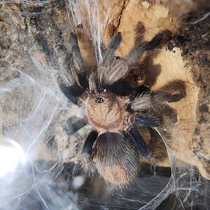 Bonnetina papalutlensis