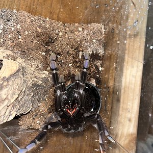 L. nigerrimum 6” female