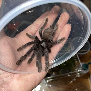 L. nigerrimum 6” female