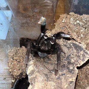 L. nigerrimum 6” female