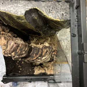 Ornithoctonine sp. "Haribon" new enclosure (Top view)