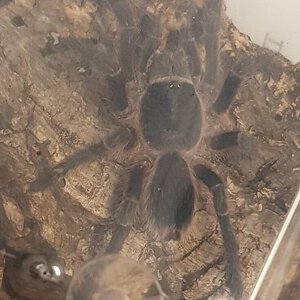 Mystery pet shop spider?