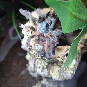 Caribena versicolor