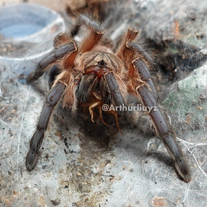 0.1 Harpactira pulchripes