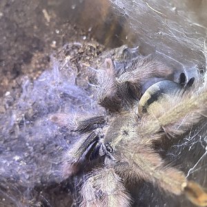 Psalmopoeus pulcher