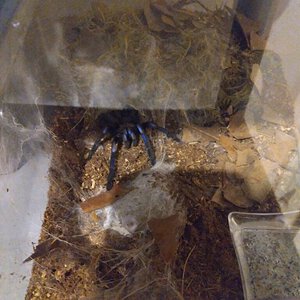 Chilobrachys sp. electric blue