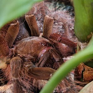 0.1 Theraphosa blondi