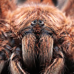 Avicularia minatrix.